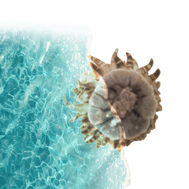 Close-up of a marine invertebrate over turquoise water