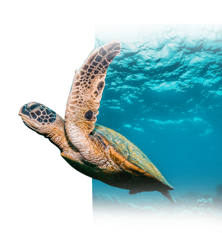 A sea turtle swimming toward the surface