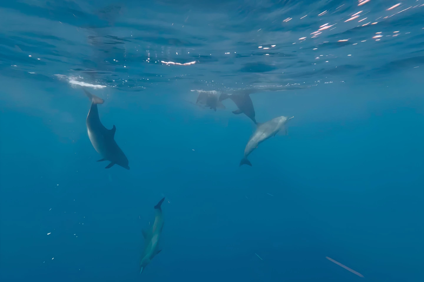 A pod of dolphins swimming below the surface of the sea