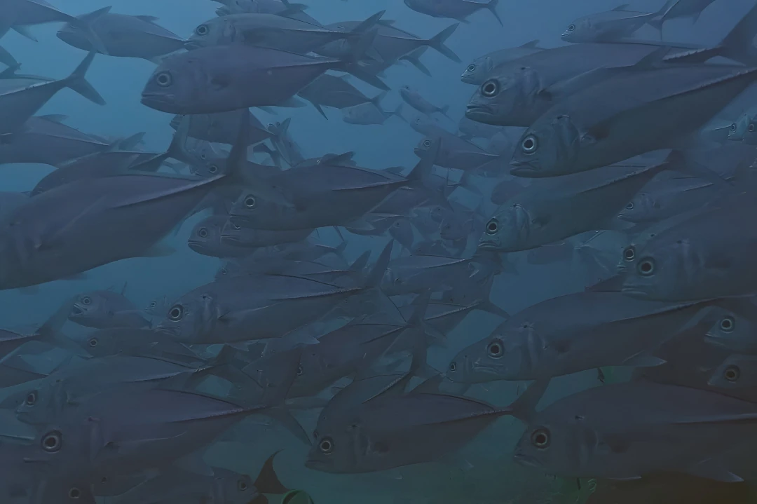 A dense school of fish swimming in tight formation