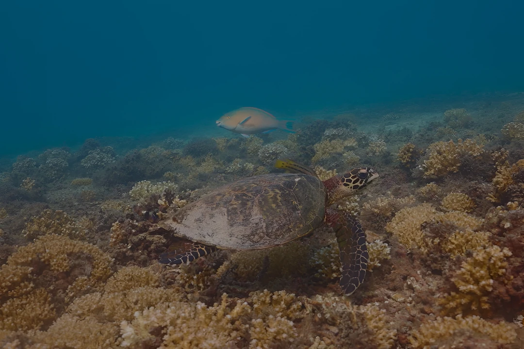 A sea turtle over a coral reef, beside a reef fish