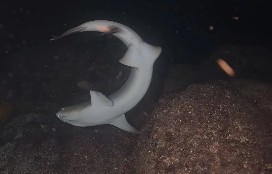 Two reef sharks swimming among rocks on a night dive