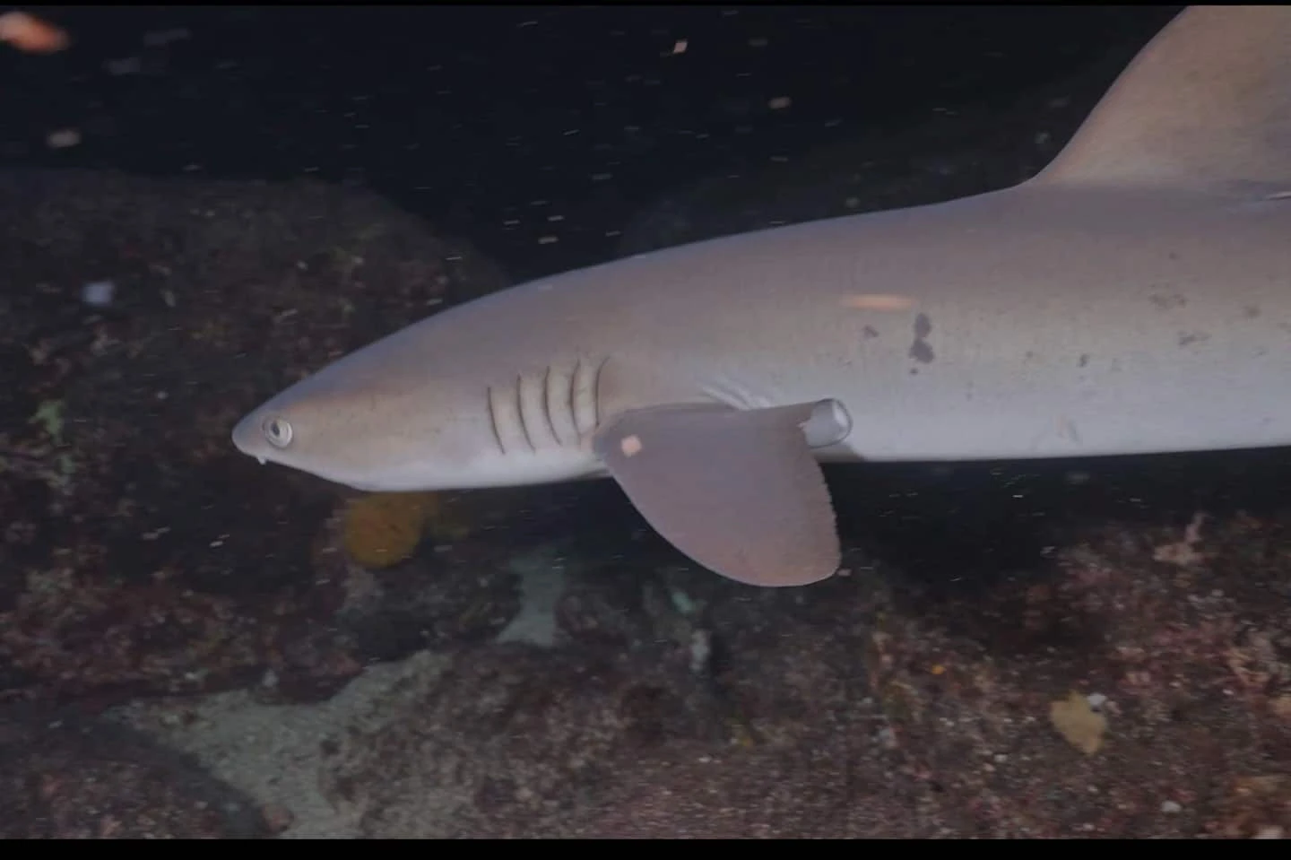 Close-up of a reef shark