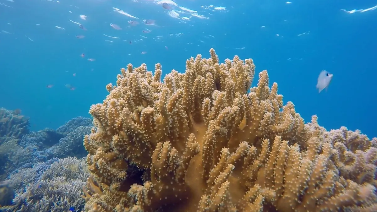 Branching coral reef surrounded by small fish, in sunlit blue water